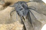 Huge, Spiny Dicranurus Trilobite With Reedops - Lghaft, Morocco #381467-5